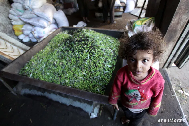 A Palestinian girl poses for a photograph at a traditional stone press in Gaza City, 20 October 2013. Regional farmers are harvesting their olives this year from mid-October until 01 November. According to figures issued...