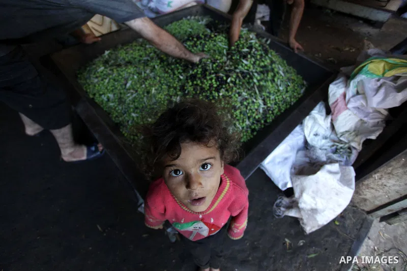 A Palestinian girl poses for a photograph at a traditional stone press in Gaza City, 20 October 2013. Regional farmers are harvesting their olives this year from mid-October until 01 November. According to figures issued...