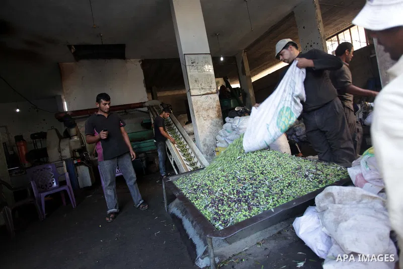 Palestinian workers sort olives before pressing at a traditional stone press in Gaza City, 20 October 2013. Regional farmers are harvesting their olives this year from mid-October until 01 November. According to figures...