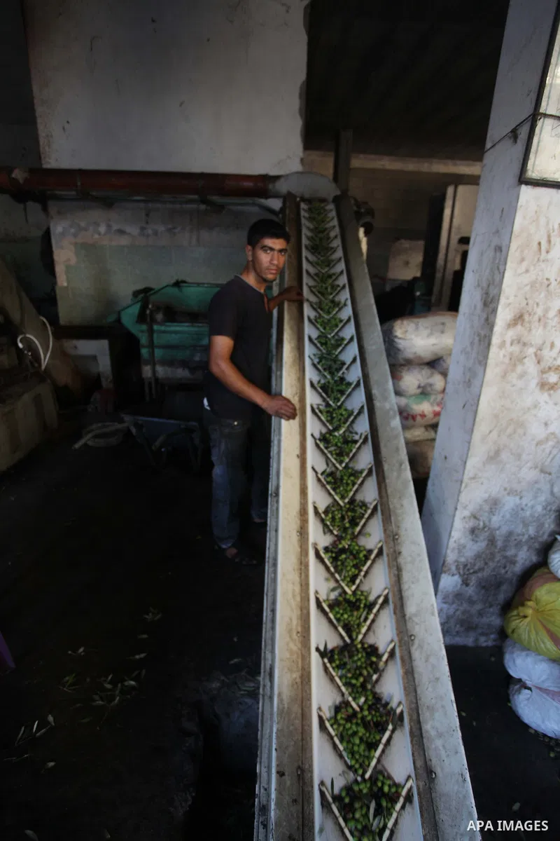 A Palestinian worker presses olives at a traditional stone press in Gaza City, 20 October 2013. Regional farmers are harvesting their olives this year from mid-October until 01 November. According to figures issued by th...
