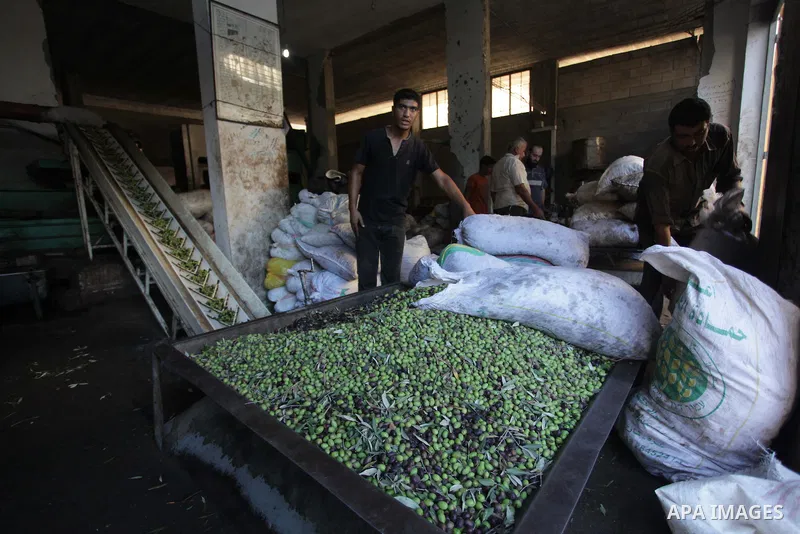 Palestinian workers sort olives before pressing at a traditional stone press in Gaza City, 20 October 2013. Regional farmers are harvesting their olives this year from mid-October until 01 November. According to figures...