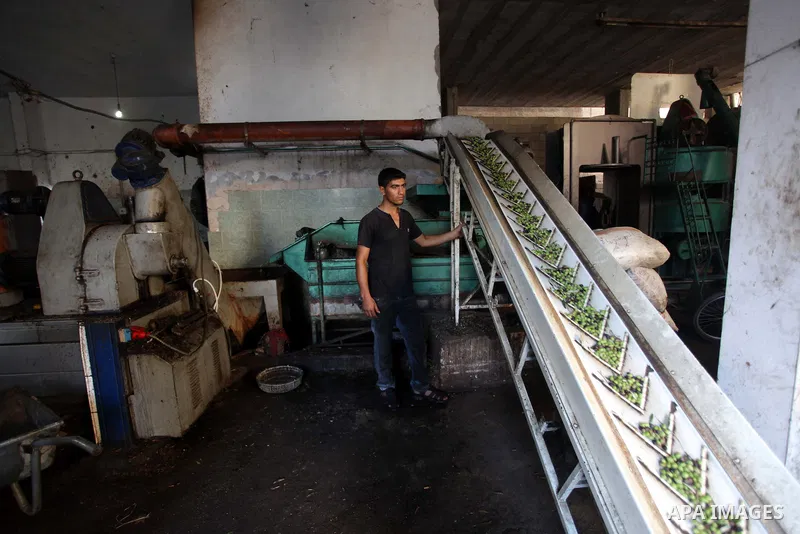 A Palestinian worker presses olives at a traditional stone press in Gaza City, 20 October 2013. Regional farmers are harvesting their olives this year from mid-October until 01 November. According to figures issued by th...