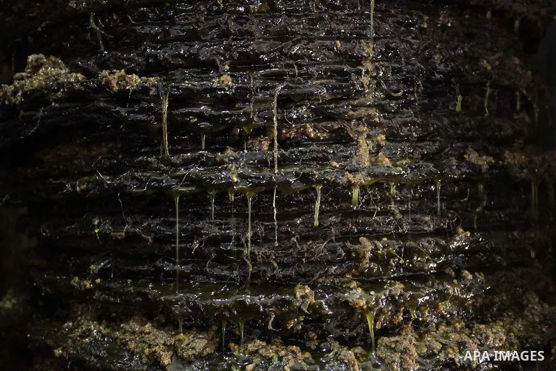 A picture taken on October 20, 2013 shows olive oil after olives have been pressed between metal plates at a traditional stone press in Gaza City. Regional farmers are harvesting their olives this year from mid-October u...