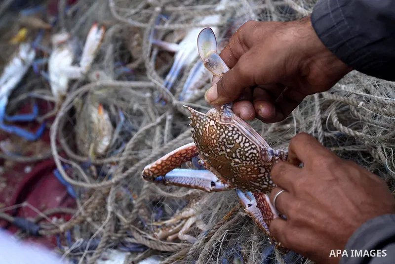 A Palestinian fisherman takes a crab out of his net at the beach of Gaza City, on Oct. 23, 2013. Israel restricted the fishing zone to three nautical miles following the kidnapping of Israeli soldier Gilad Shalit in 2007...