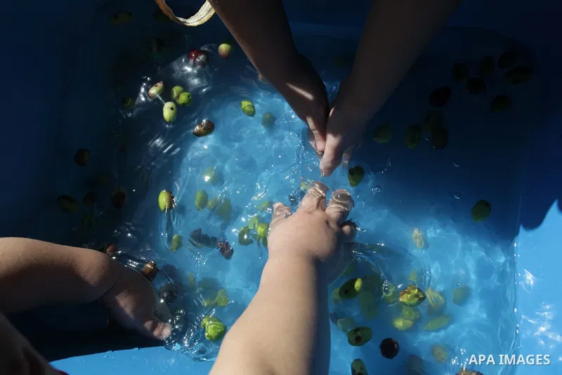 Palestinian school children wash olives in Gaza city, on Oct. 24, 2013. as part of training children how to harvest olives. Regional farmers are harvesting their olives this year from mid-October until 01 November. Photo...