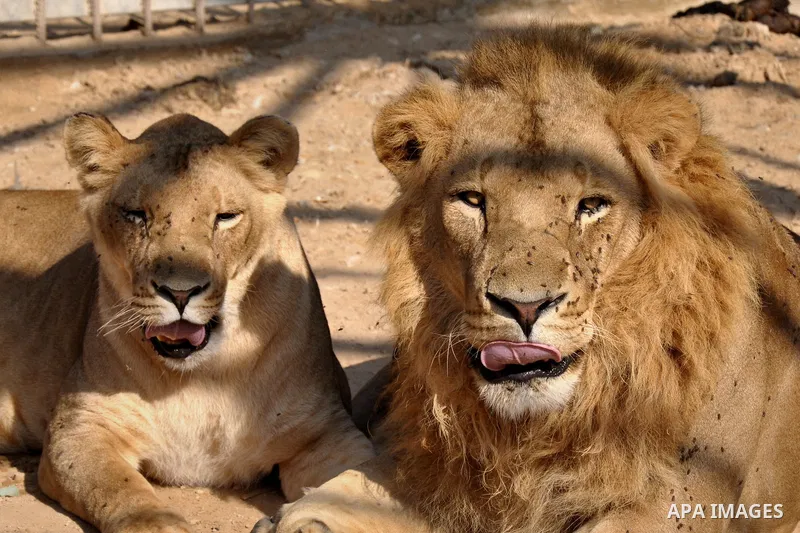 A male and a female lion lie in the sand at a zoo after the female gave birth to two cubs two days earlier in Beit Lahiya town in the northern Gaza strip on 20 November 2013. The cubs' mother and father were smuggled int...