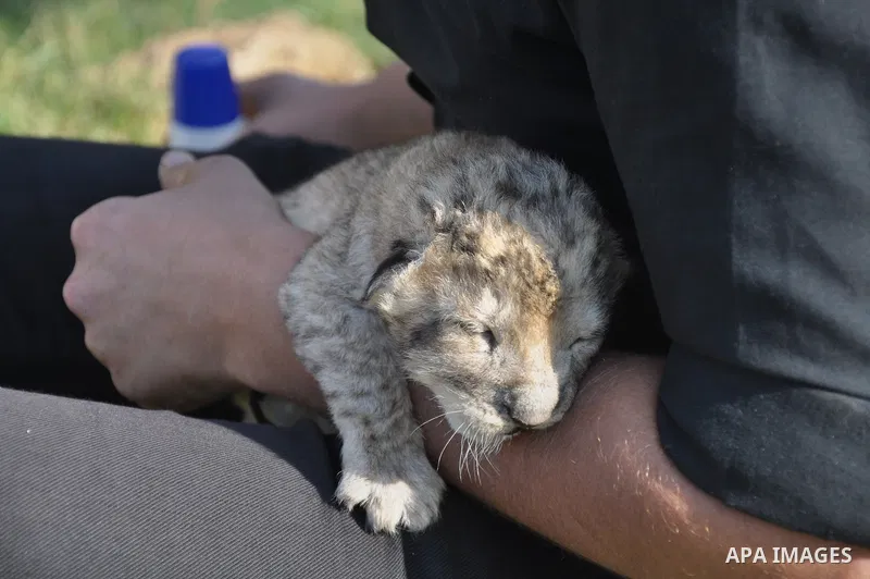 Three-day-old lion cub Fajr is fed at a zoo in the northern Gaza Strip town of Beit Lahia, on November 20, 2013 . The cubs' mother and father were smuggled into the Gaza Strip from Egypt four years ago to live in a Hamas...