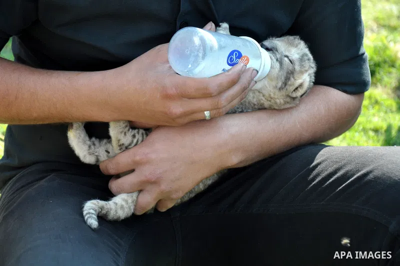 Three-day-old lion cub Fajr is fed at a zoo in the northern Gaza Strip town of Beit Lahia, on November 20, 2013 . The cubs' mother and father were smuggled into the Gaza Strip from Egypt four years ago to live in a Hamas...
