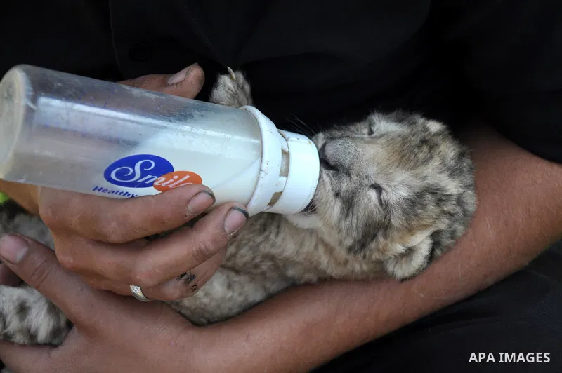Three-day-old lion cub Fajr is fed at a zoo in the northern Gaza Strip town of Beit Lahia, on November 20, 2013 . The cubs' mother and father were smuggled into the Gaza Strip from Egypt four years ago to live in a Hamas...