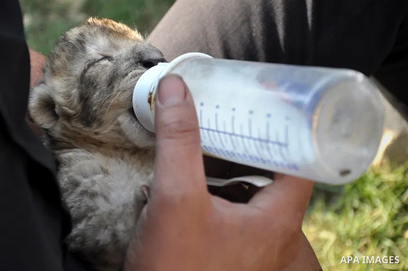 Three-day-old lion cub Fajr is fed at a zoo in the northern Gaza Strip town of Beit Lahia, on November 20, 2013 . The cubs' mother and father were smuggled into the Gaza Strip from Egypt four years ago to live in a Hamas...