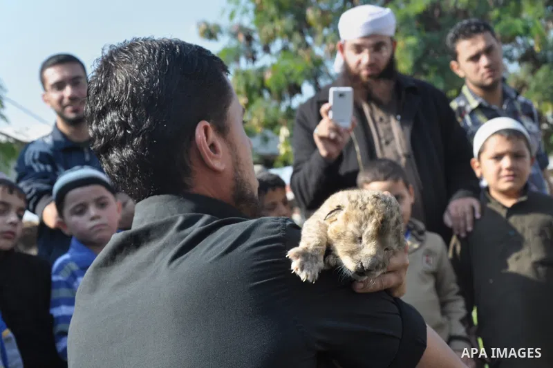 Three-day-old lion cub Fajr at a zoo in the northern Gaza Strip town of Beit Lahia, on November 20, 2013 . The cubs' mother and father were smuggled into the Gaza Strip from Egypt four years ago to live in a Hamas-run pu...