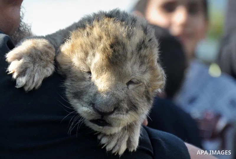 Three-day-old lion cub Fajr at a zoo in the northern Gaza Strip town of Beit Lahia, on November 20, 2013 . The cubs' mother and father were smuggled into the Gaza Strip from Egypt four years ago to live in a Hamas-run pu...