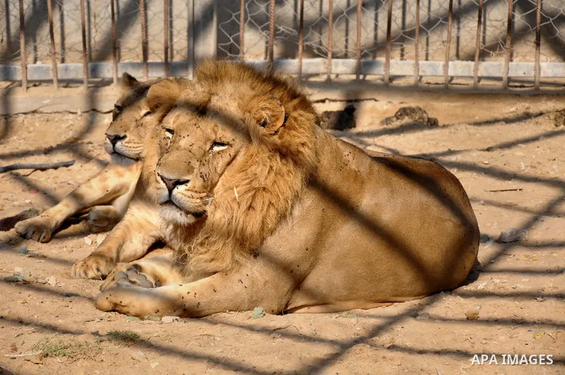 A male and a female lion lie in the sand at a zoo after the female gave birth to two cubs two days earlier in Beit Lahiya town in the northern Gaza strip on 20 November 2013. The cubs' mother and father were smuggled int...
