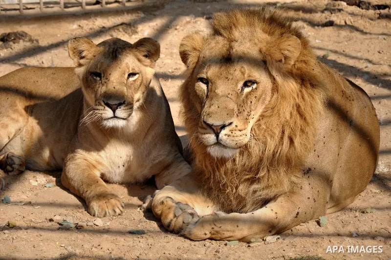 A male and a female lion lie in the sand at a zoo after the female gave birth to two cubs two days earlier in Beit Lahiya town in the northern Gaza strip on 20 November 2013. The cubs' mother and father were smuggled int...
