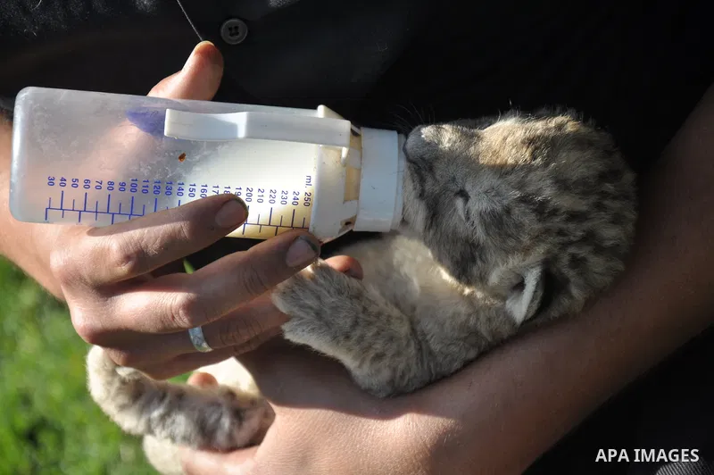 Three-day-old lion cub Fajr is fed at a zoo in the northern Gaza Strip town of Beit Lahia, on November 20, 2013 . The cubs' mother and father were smuggled into the Gaza Strip from Egypt four years ago to live in a Hamas...
