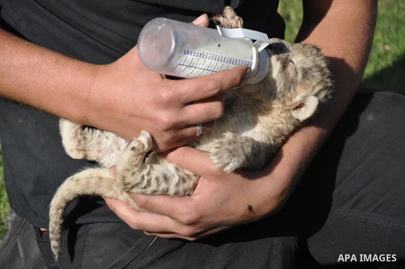 Three-day-old lion cub Fajr is fed at a zoo in the northern Gaza Strip town of Beit Lahia, on November 20, 2013 . The cubs' mother and father were smuggled into the Gaza Strip from Egypt four years ago to live in a Hamas...