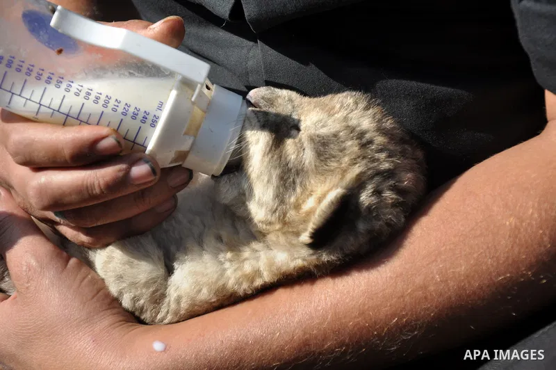 Three-day-old lion cub Fajr is fed at a zoo in the northern Gaza Strip town of Beit Lahia, on November 20, 2013 . The cubs' mother and father were smuggled into the Gaza Strip from Egypt four years ago to live in a Hamas...