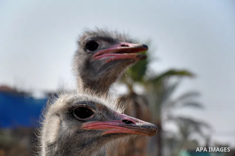 A Ostrich is seen at a zoo in the northern Gaza Strip town of Beit Lahia, on November 20, 2013 . The cubs' mother and father were smuggled into the Gaza Strip from Egypt four years ago to live in a Hamas-run public zoo....