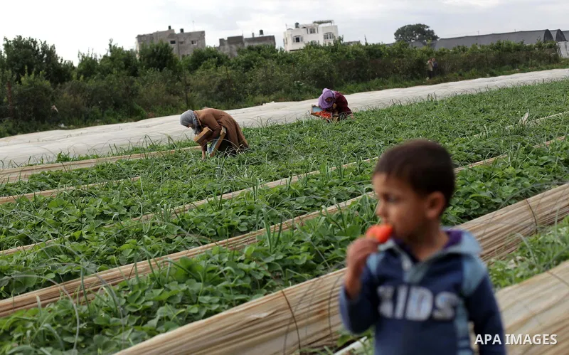 A Palestinian boy eats strawberry as women harvest strawberries from a field in Beit Lahia, in the northern Gaza Strip, on December 10, 2013. Some 250 acres of strawberry crop are cultivated in these fields yielding some...