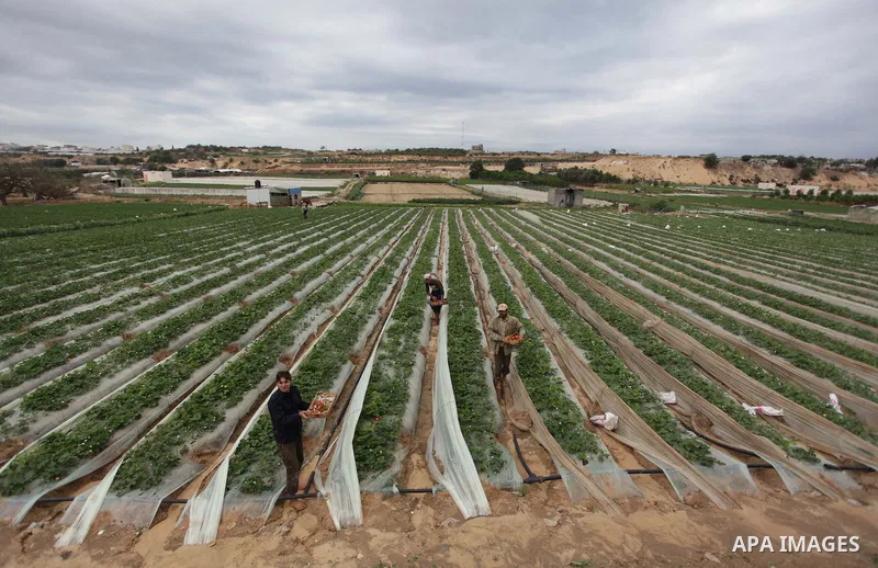 Palestinian farmers harvest strawberries from a field in Beit Lahia, in the northern Gaza Strip, on December 10, 2013. Some 250 acres of strawberry crop are cultivated in these fields yielding some 2500 tons of fruit, so...
