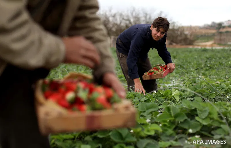 Palestinian farmers harvest strawberries from a field in Beit Lahia, in the northern Gaza Strip, on December 10, 2013. Some 250 acres of strawberry crop are cultivated in these fields yielding some 2500 tons of fruit, so...