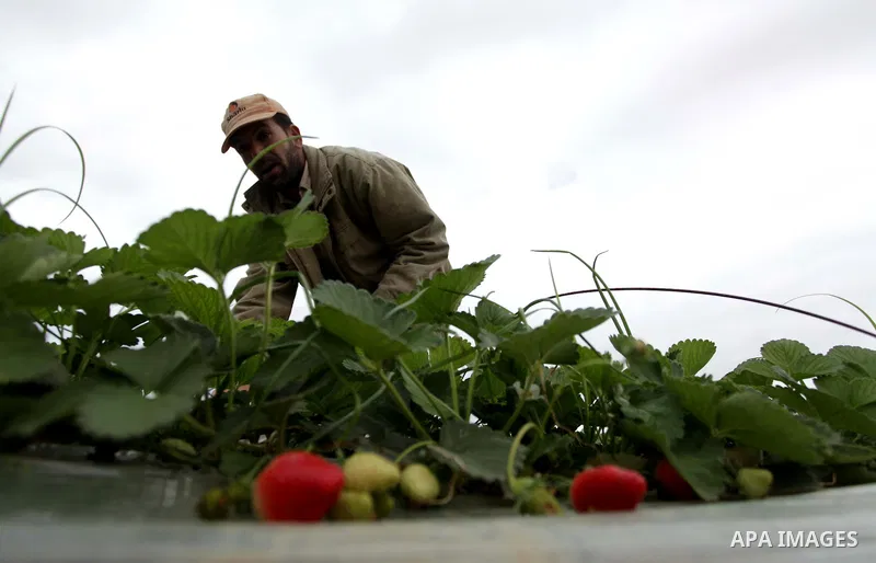 A Palestinian farmer harvests strawberries from a field in Beit Lahia, in the northern Gaza Strip, on December 10, 2013. Some 250 acres of strawberry crop are cultivated in these fields yielding some 2500 tons of fruit,...