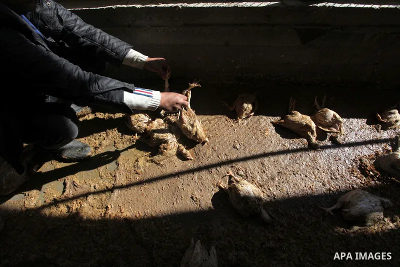 A Palestinian poultry farmer inspects dead chickens at his farm in Jabalya in the northern Gaza Strip, December 16, 2013. Ministry of Agriculture official Ziad Hamadah said that Gaza's agricultural sector suffered devast...