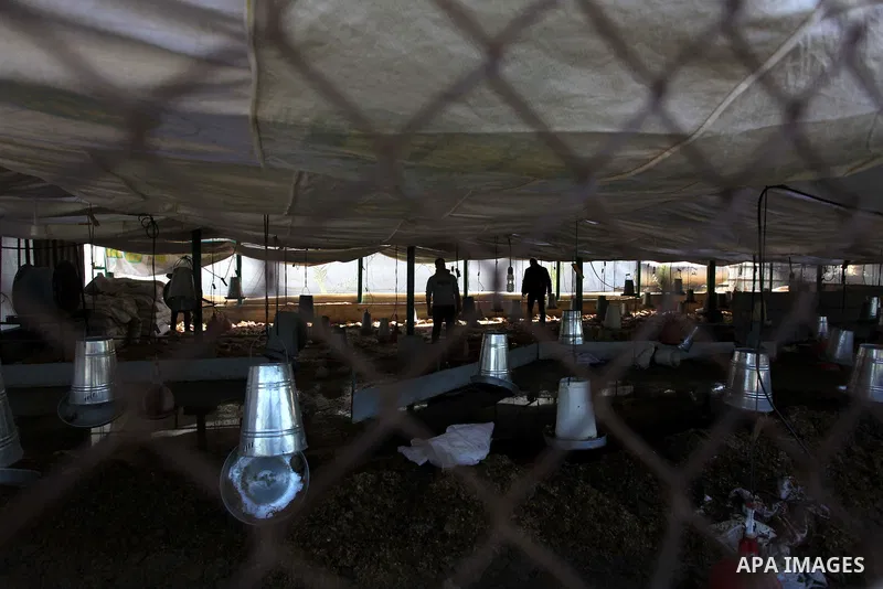 Palestinian poultry farmers inspect dead chickens at their farm in Jabalya in the northern Gaza Strip, December 16, 2013. Ministry of Agriculture official Ziad Hamadah said that Gaza's agricultural sector suffered devast...