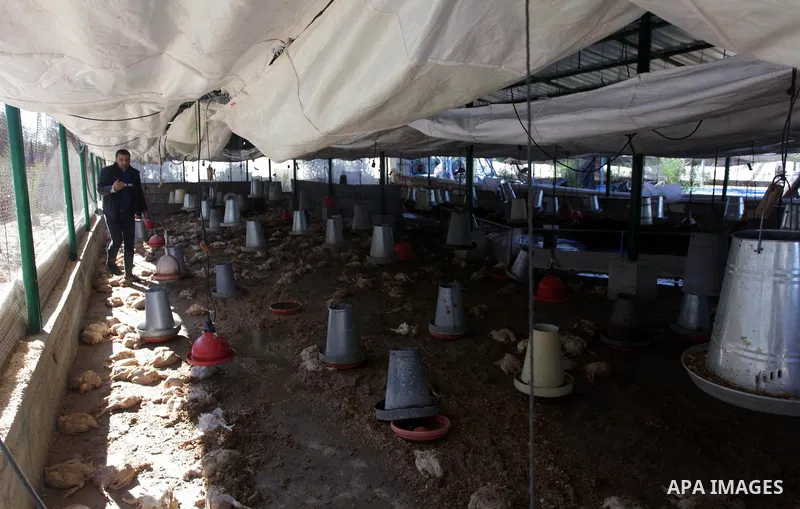 A Palestinian poultry farmer inspects dead chickens at his farm in Jabalya in the northern Gaza Strip, December 16, 2013. Ministry of Agriculture official Ziad Hamadah said that Gaza's agricultural sector suffered devast...
