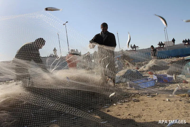 Palestinian fishermen collect fish from their nets at the port in Gaza City on December 17, 2013. Copious fish flowed to the coast of the Gaza Strip after four days of severe weather conditions in the coastal territory....