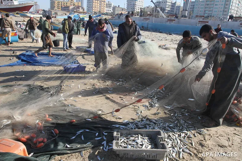 Palestinian fishermen collect fish from their nets at the port in Gaza City on December 17, 2013. Copious fish flowed to the coast of the Gaza Strip after four days of severe weather conditions in the coastal territory....