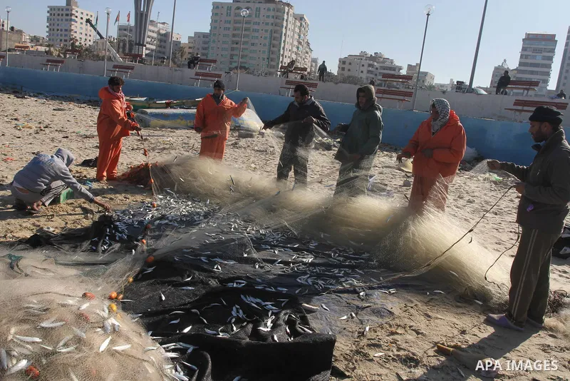 Palestinian fishermen collect fish from their nets at the port in Gaza City on December 17, 2013. Copious fish flowed to the coast of the Gaza Strip after four days of severe weather conditions in the coastal territory....