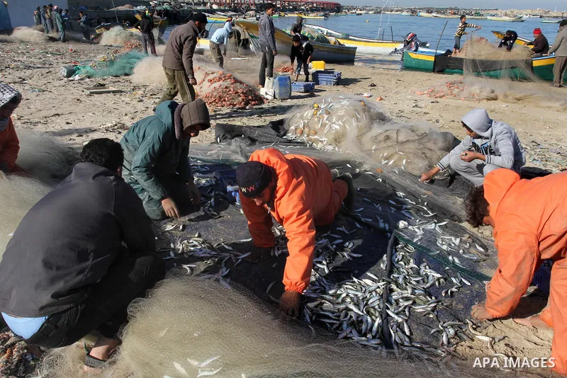 Palestinian fishermen collect fish from their nets at the port in Gaza City on December 17, 2013. Copious fish flowed to the coast of the Gaza Strip after four days of severe weather conditions in the coastal territory....