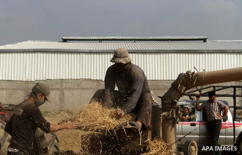 Palestinian farmers grind the wheat crop, in Gaza City on Jan. 18, 2014. Photo by Ashraf Amra