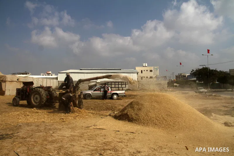 Palestinian farmers grind the wheat crop, in Gaza City on Jan. 18, 2014. Photo by Ashraf Amra