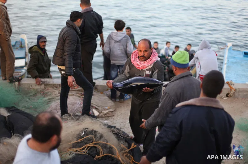 A Palestinian fisherman displays fresh fish t Gaza port in the west Gaza City January 19, 2013. Earlier on 19 January 2014, Israel launched two more airstrikes in Gaza which caused no injuries. Those were in response to...
