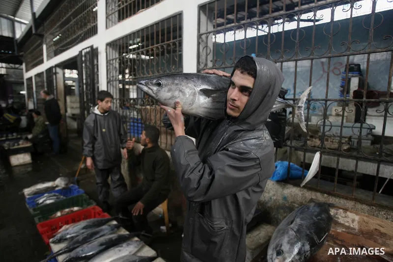 A Palestinian vendor displays fresh fish at a fish market in Rafah southern in Gaza strip, on Jan. 20, 2014. Photo by Eyad Al Baba