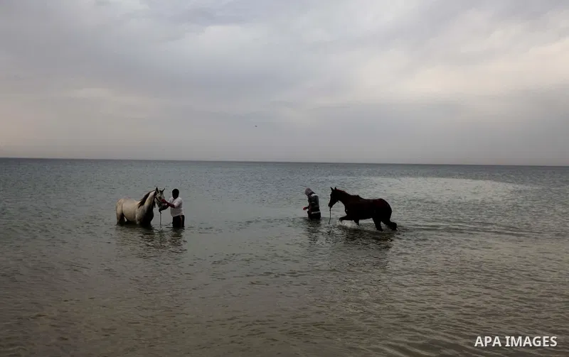 Palestinian men wash their horses into the sea, at the beach of Gaza City on January 27, 2014. Photo by Ashraf Amra