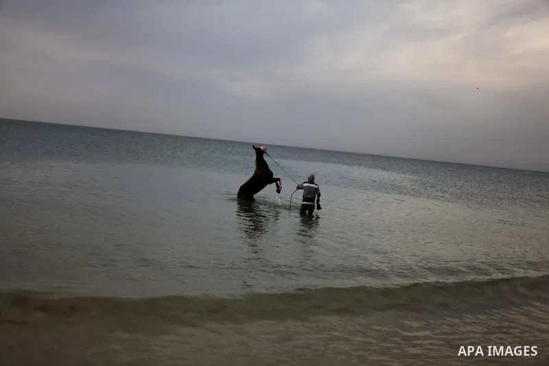 A Palestinian man washes his horse into the sea, at the beach of Gaza City on January 27, 2014. Photo by Ashraf Amra