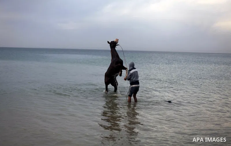 A Palestinian man washes his horse into the sea, at the beach of Gaza City on January 27, 2014. Photo by Ashraf Amra