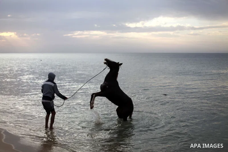 A Palestinian man washes his horse into the sea, at the beach of Gaza City on January 27, 2014. Photo by Ashraf Amra