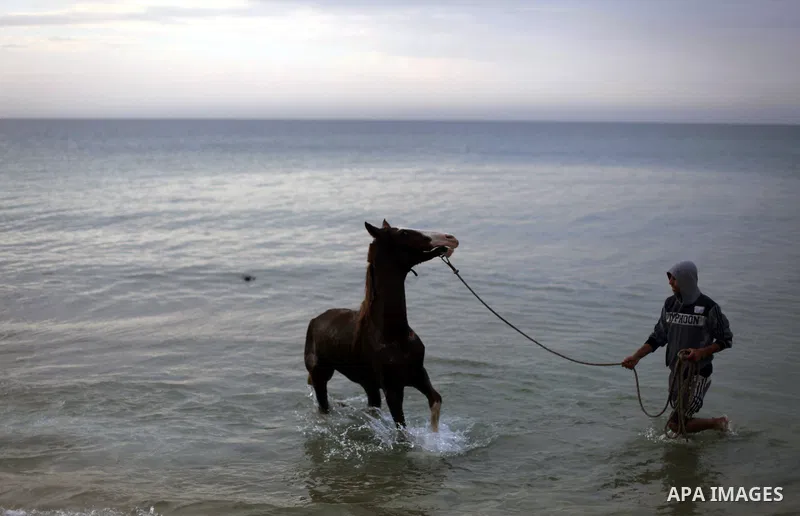 A Palestinian man washes his horse into the sea, at the beach of Gaza City on January 27, 2014. Photo by Ashraf Amra