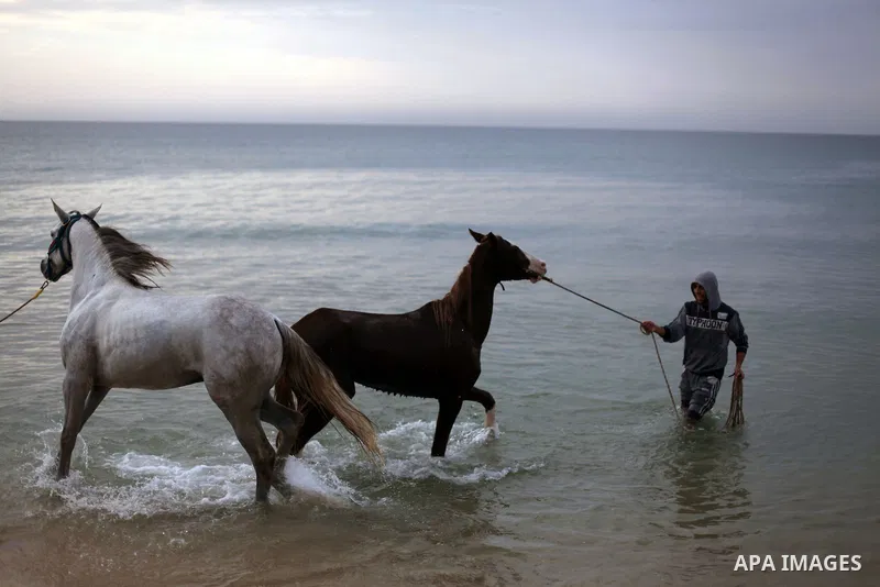 Palestinian men wash their horses into the sea, at the beach of Gaza City on January 27, 2014. Photo by Ashraf Amra