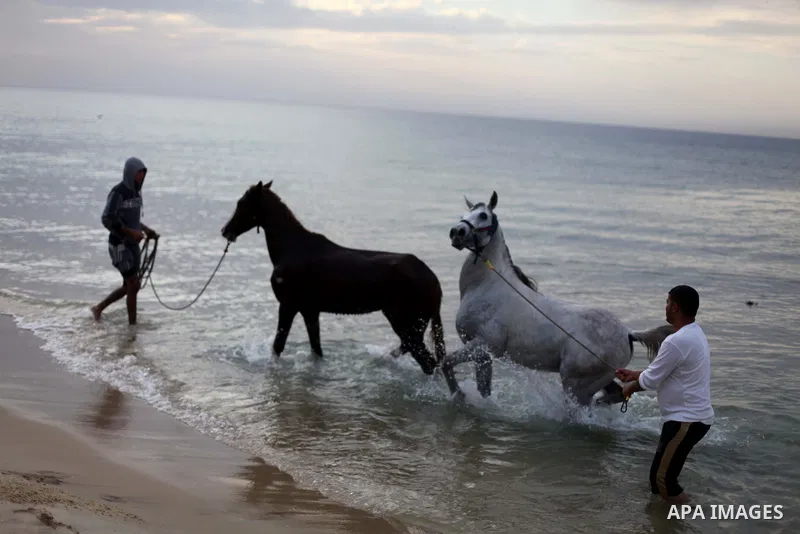 Palestinian men wash their horses into the sea, at the beach of Gaza City on January 27, 2014. Photo by Ashraf Amra
