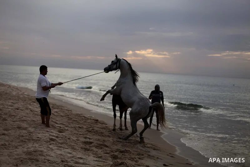 Palestinian men wash their horses into the sea, at the beach of Gaza City on January 27, 2014. Photo by Ashraf Amra