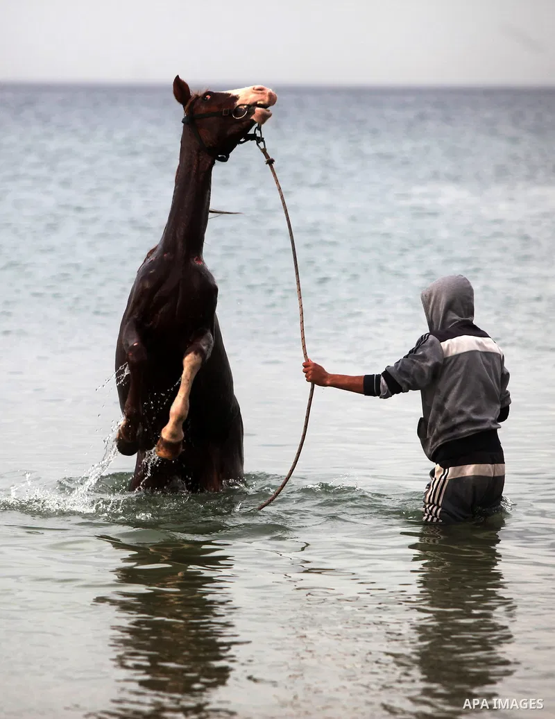 A Palestinian man washes his horse into the sea, at the beach of Gaza City on January 27, 2014. Photo by Ashraf Amra