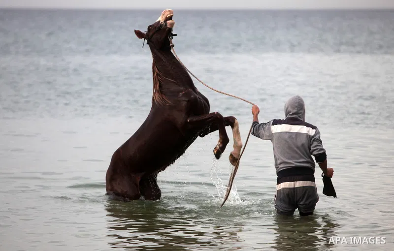 A Palestinian man washes his horse into the sea, at the beach of Gaza City on January 27, 2014. Photo by Ashraf Amra
