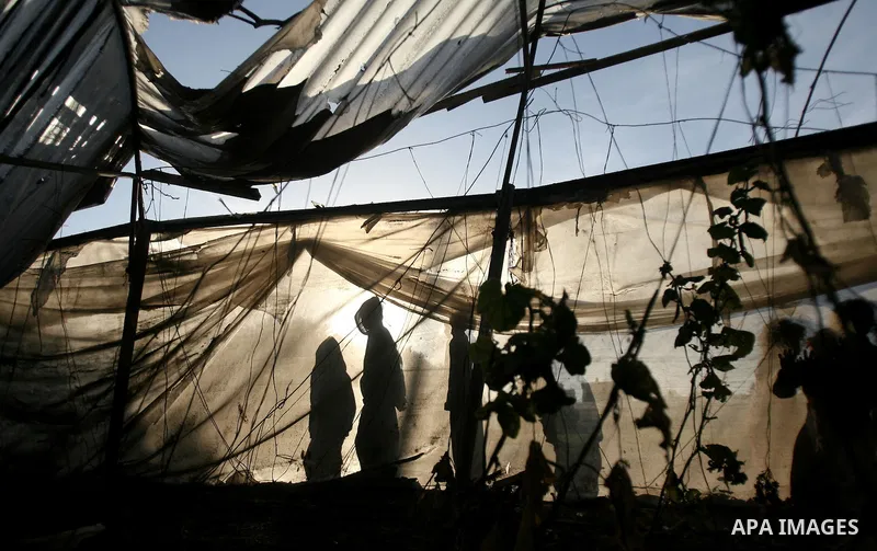 The silhouette of Palestinians is seen through a greenhouse as they inspect a farm following an Israeli air strike that injured two Palestinians, in the southern Gaza Strip town of Rafah on January 31, 2014. Photo by Eya...