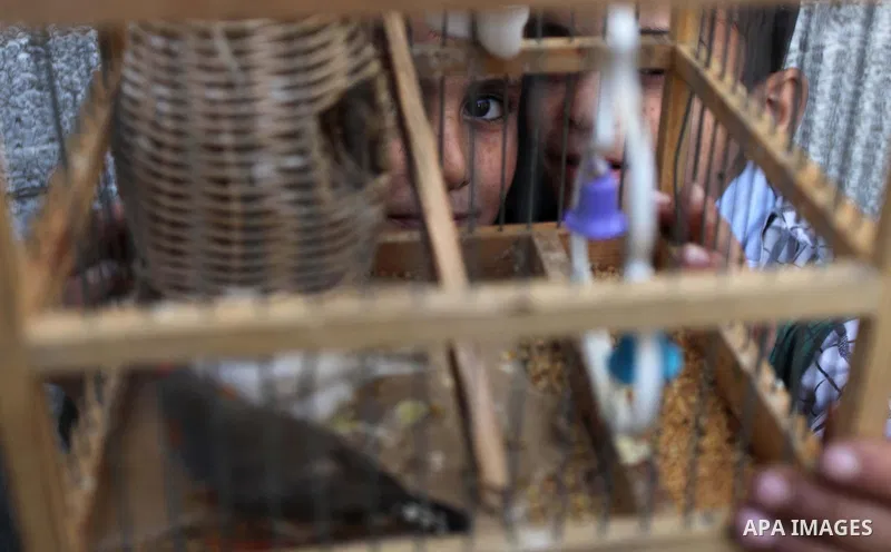 Palestinian children play with a bird at al-Shati refugee camp, in the west Gaza City on February 02, 2014. Photo by Ashraf Amra