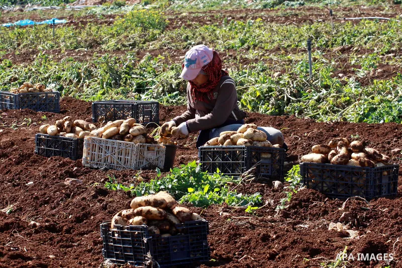 A Palestinian female farmer harvests the annual potato crop at al-Faraa refugees camp near the West Bank City of Jenin, February 09, 2014. Photo by Nedal Eshtayah